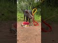 amazing technique to make a wild boar trap by small scissors primitiveskills shortvideo shorts