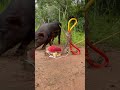 amazing technique to make a wild boar trap by small scissors primitiveskills shortvideo shorts