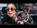 When you realize Lady Gaga's pets lives a more luxurious life than you😂😂😂