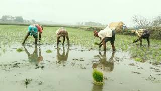 কৃষক জমিতে যেভাবে ধান রোপণ করে|| Rice || #bangladesh #agriculture #rich