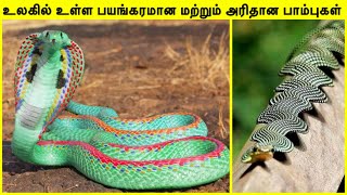 அரியவகை பாம்புகள்  Rarest Snake In The World In Tamil  Most Unique Snakes  Tamil Amazing Facts