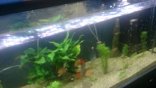 Discus tank run on MR Aqualina LED lighting