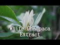 White Champaca Extract has a good promotion of the activity of epidermal cells