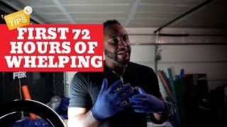 3 tips to whelping in the first 72Hrs!