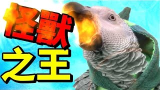 鸚鵡行為｜灰鸚鵡模仿哥吉拉🦖[吼叫出場]【灰鸚奔奔】- 6月齡 #shorts