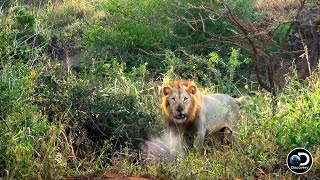 Lions Unhappy with Naked Survivalists