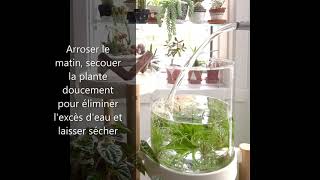 Comment arroser les tillandsias