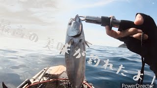 【カヤックフィッシング】究極の美味が釣れたよ！【釣り】