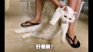 一只猫到底能懒到什么程度？ 【papi家的大小咪】