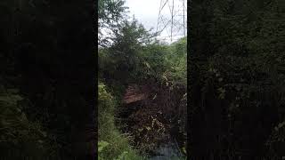 Black Drongo catching food கரிச்சான் குருவி