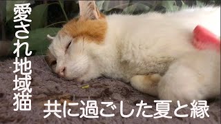 ベテラン愛され地域猫、共に過ごした忘れえぬ夏 The unforgettable stray cat 'Tsuyoshi'