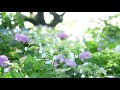 雨上がりのしずくの光る紫陽花～煌めきの風景シリーズ　　　　　　　　　優しい音楽で朝のリラックス　＃morningrelaxingmusic ＃風景写真＃梅雨の写真＃雨の情景＃煌めきの風景＃癒しの風景