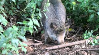 Kauai Wild Pig (Pua'a)