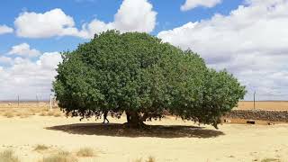 SAHABI Tree 🌳 the Prophet Muhammad's SAHABI (best friend) which still around #sahabitree #jordan