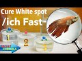 How to Quickly Treat ICH / Clamped fins / White Spot in your fish