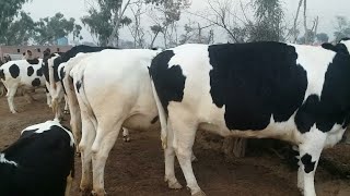 Australian Friesian Jearsy Cow in Maweshi Mandi Doli Shaeed | Malu mord Cattle Mandi in Jhang