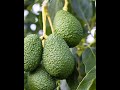 Want to grow Avocado Trees but don't think you have the yard space? If so, this is the video for you