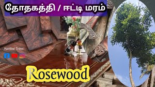 Rosewood Tree l தோதகத்தி மரம் l ஈட்டி l Endangered trees! Very expensive wood #costlywood