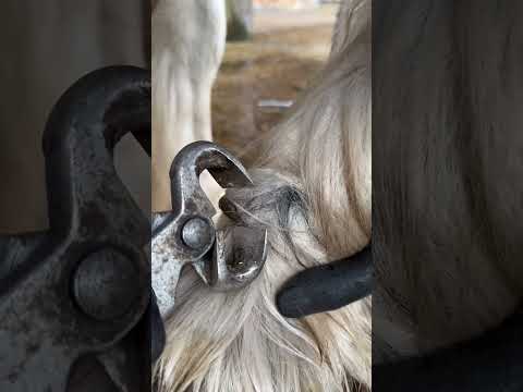 How long should a horse’s hoof be?