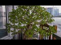 bonsai 4k growing leaves timelapse