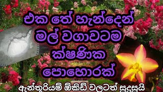 තේ හැඳි එකකින් මුළු වගාවම මලින් පුරවන ක්ෂණික පොහොර /Mal wagawa