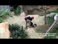 20160609暖暖nuannuan撒嬌要保育員抱抱回後場 zoo negara malaysia