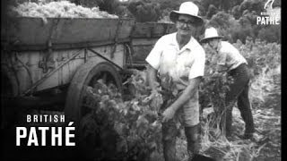 Grape Harvest   (1962)