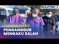 MAHKAMAH | Penganggur Mengaku Salah Tanam Pokok Kanabis