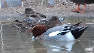 Eurasian wigeon