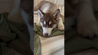 眠たい#shorts #眠い #眠い犬 #シベリアンハスキー #パピー #犬 #dog #husky #赤ちゃん