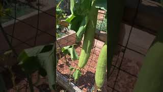 An earlier video of the luffa. This video shows the luffa so green here.￼