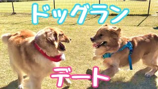 ドッグランでデートを楽しむ愛犬　ゴールデンレトリバー