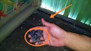 Playtube Pk Ultimate Video Sharing Website