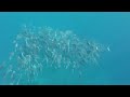 schools of batfish and trevally cape kri raja ampat indonesia