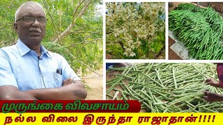 Drumstick farming profit moringa cultivation tamil அட்டகாசமான முருங்கை வளர்ப்பு vivasayam athisayam