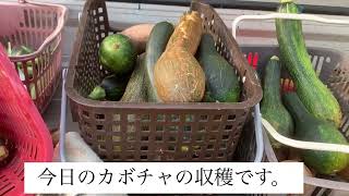 ＜田舎暮らし＞今日、畑のかぼちゃのつるが、いろいろなところにはっていたので、きれいに、刈り取ったら、なんとかぼちゃが、３０個以上収獲できてしまいました。どうしたものやら・・・・