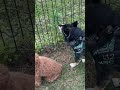 ドッグランでも日陰の柴犬