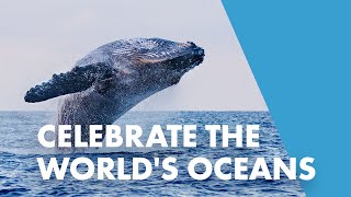 Celebrate World Oceans Day With SeaWorld!