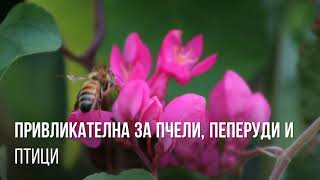 Коралова лоза, царицата на лианите!Antigonon leptopus!