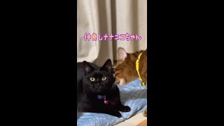 まるで親子の様に仲良しの黒猫とベンガル猫🐈‍⬛🐈 #shorts