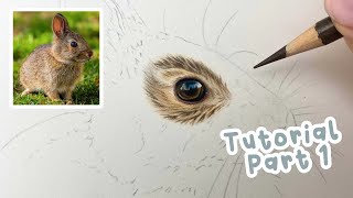 How to Draw a Realistic Bunny Rabbit | Bunny Rabbit Coloured Pencil Tutorial Part 1