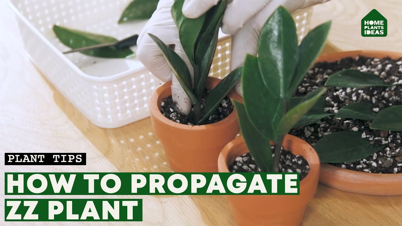 How To Propagate ZZ Plants By Stem, Leaves & Dividing | Zamioculcas ...