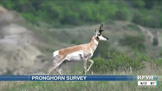 2023 ND pronghorn hunting season will have a lot less opportunities for hunters due to harsh wint...