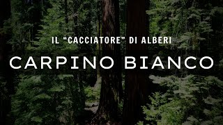 RICONOSCERE GLI ALBERI - CARPINO BIANCO