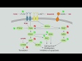 High Throughput Validation of Western Blotting Antibodies