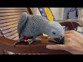 bibi grey parrot plays with mary