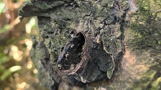 Honey extraction from Stingless bee hive #bee #honey