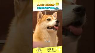 不會 #汪汪 的 #柴柴 這樣叫！可愛炸裂 #柴犬 #shiba #寵物 #汪星人