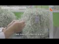 충북경제자유구역 입주기업 🌱코씨드바이오팜🌱 박성민 대표 인터뷰 솔찍한 충북의 향기를 만드는 사람들