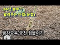 접목방법 탱자나무 궁천접목 아접(눈접)실패없는 접목요령 @homerun_farm